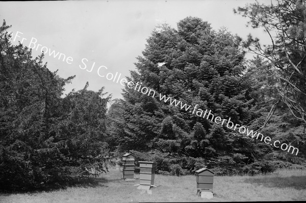 APIARY IN GRAPERY